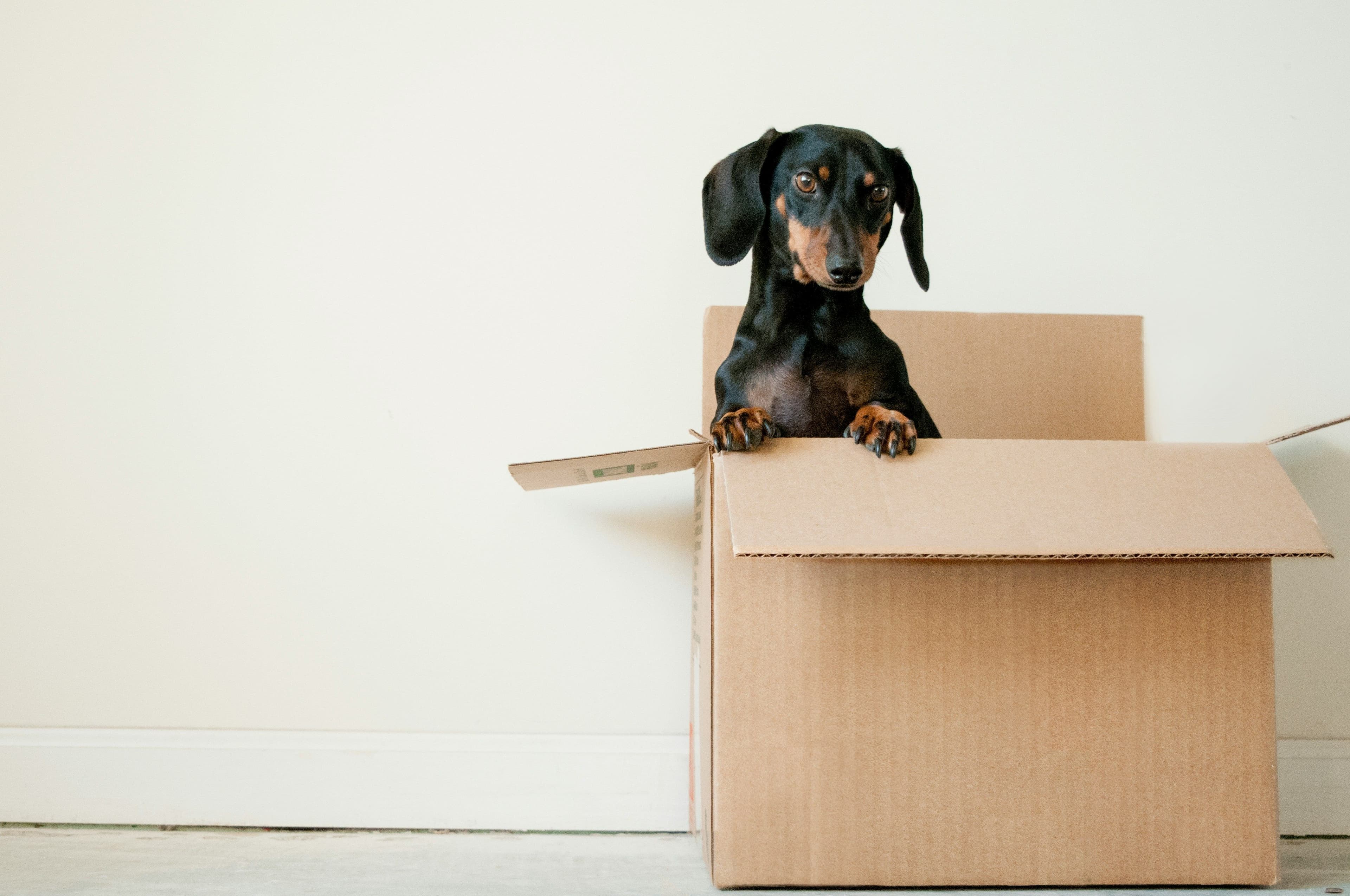Moving Your Pets to Germany: A Complete Post-Brexit Guide