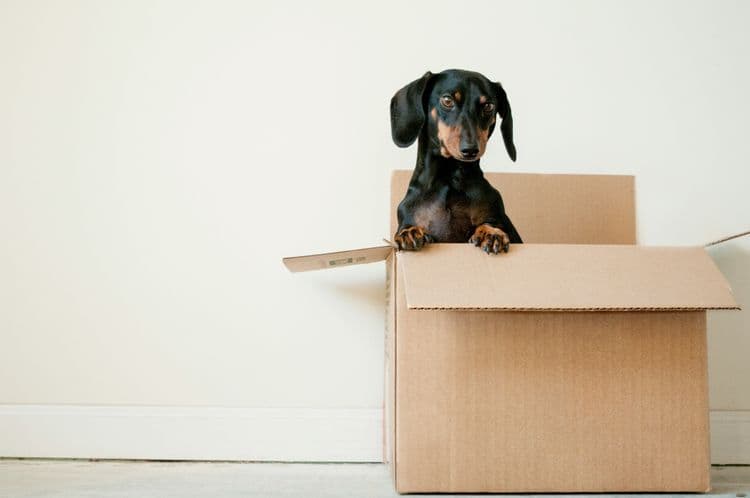 Moving Your Pets to Germany: A Complete Post-Brexit Guide